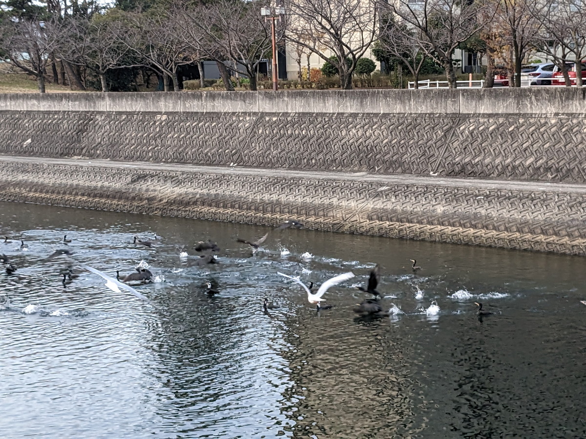 川にたくさんの水鳥がいる。