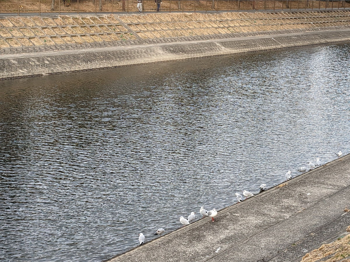 川にたくさんの白い水鳥が並んでいる。