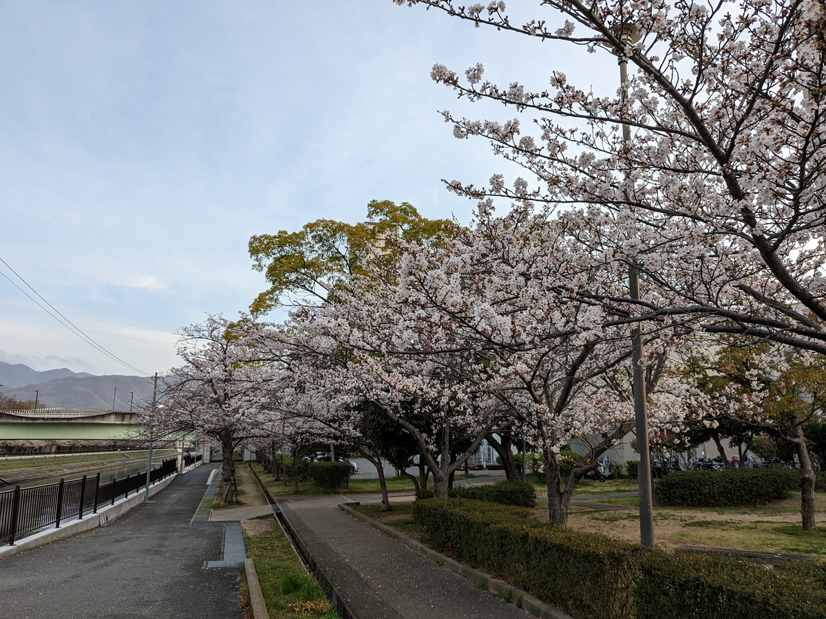 川沿いの道に立ち並ぶ桜の木々