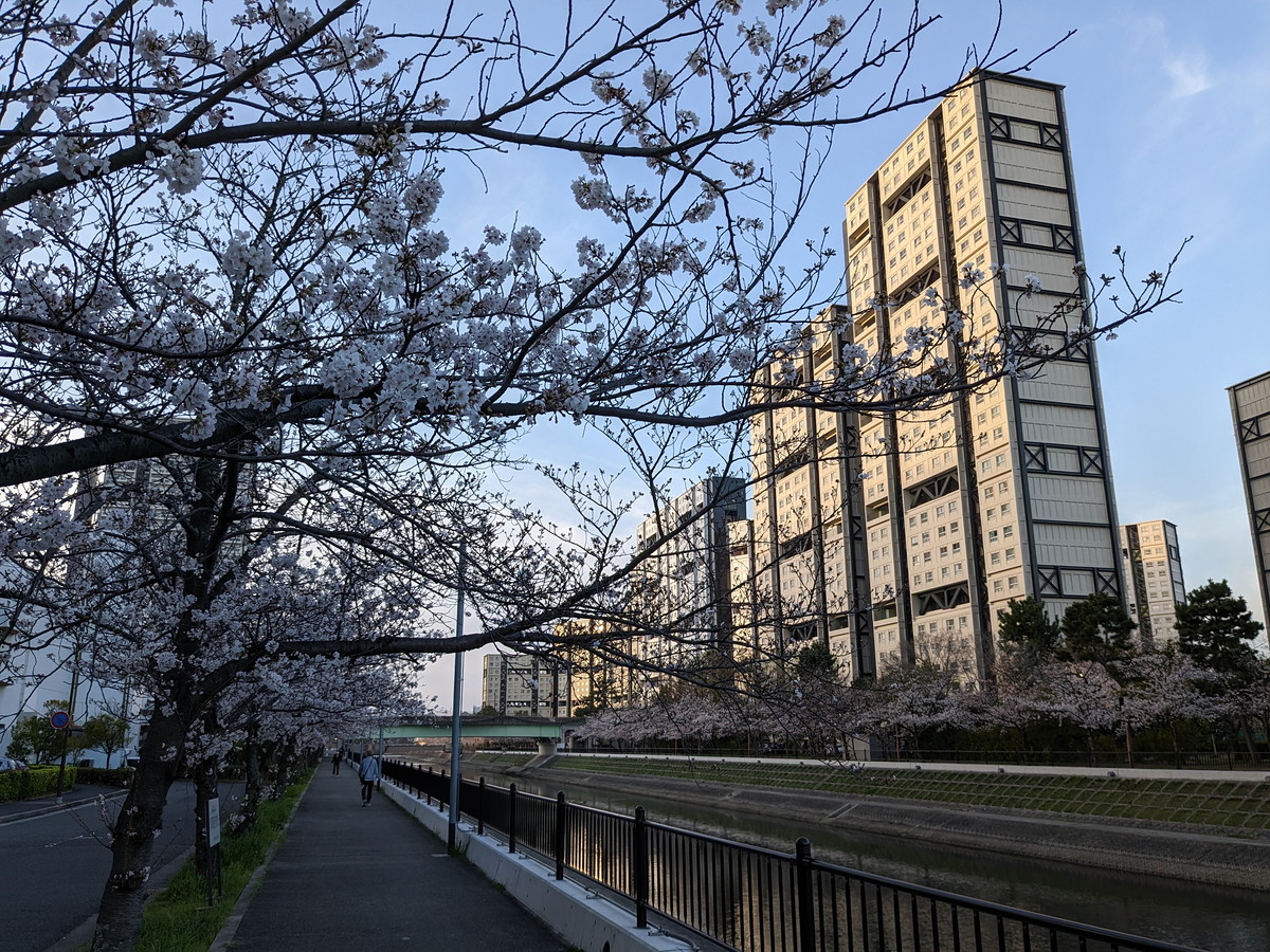桜ごしに見える川沿いの高層住宅