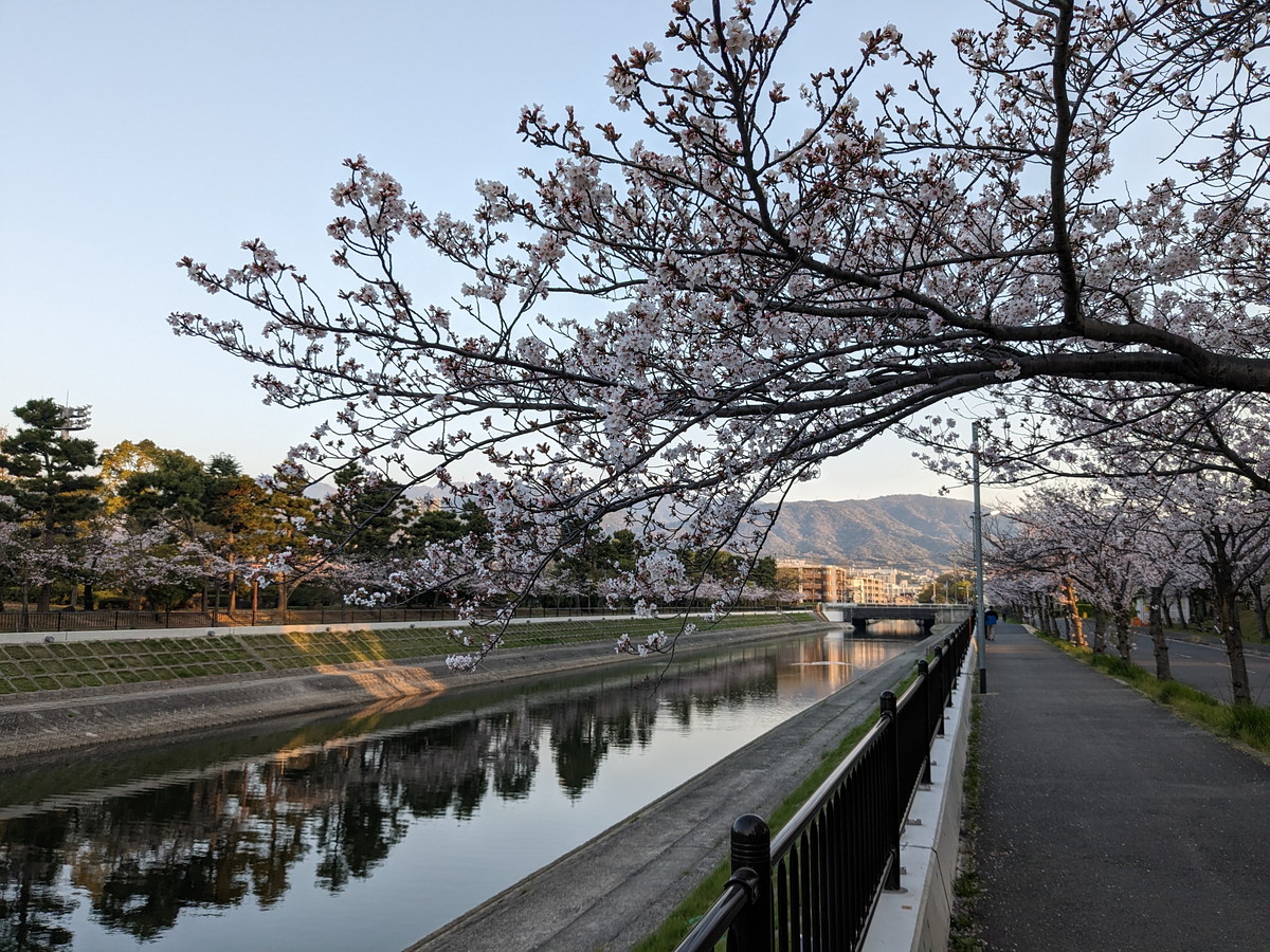 川沿いの道。手前に桜の木
