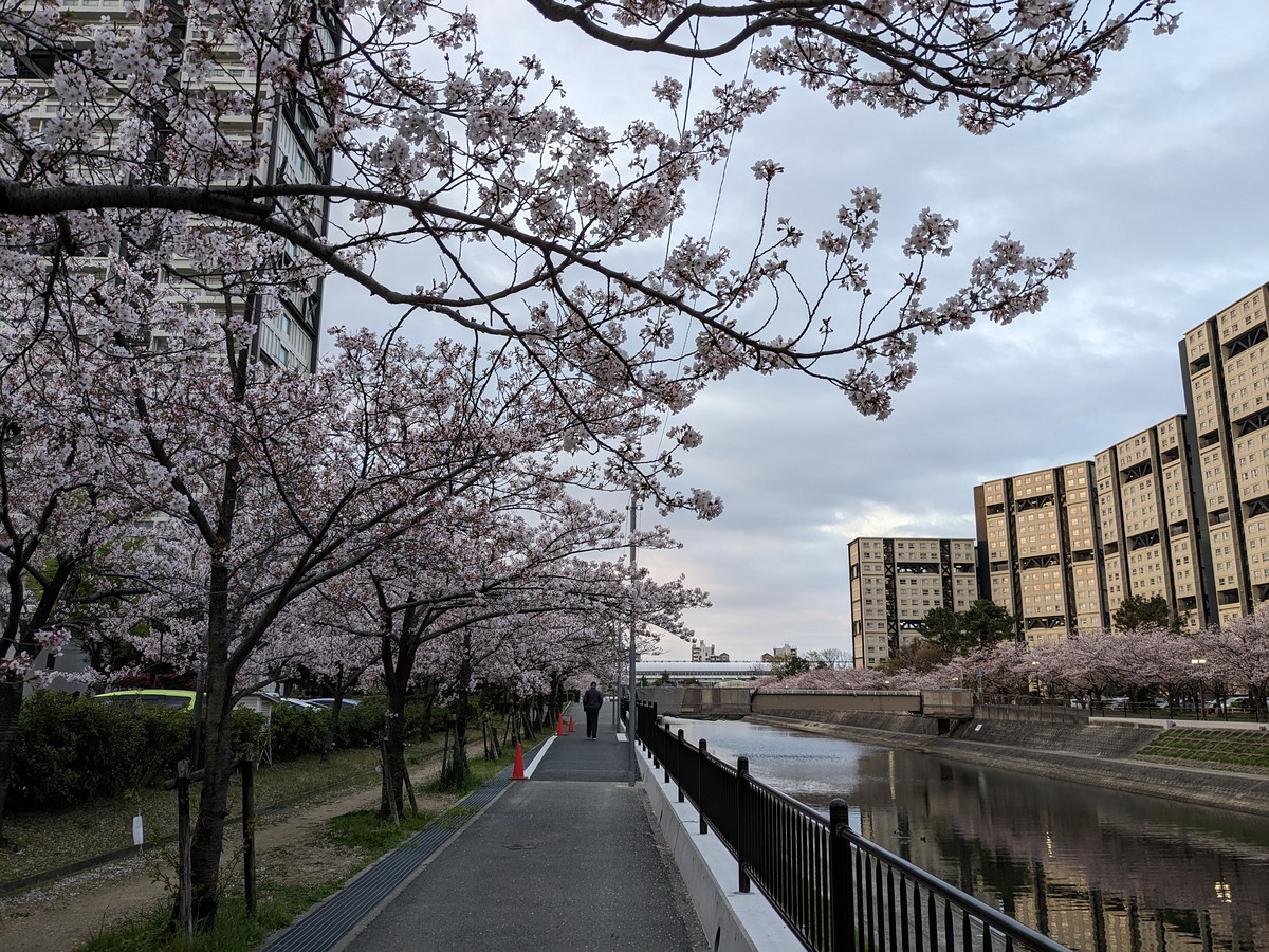 川沿いの高層住宅。桜の木が立ち並んでいる