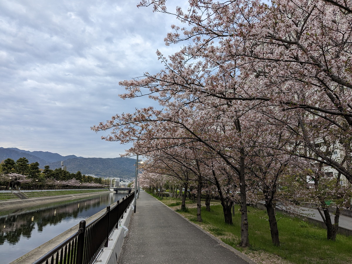 川沿いの道。桜が咲き乱れている