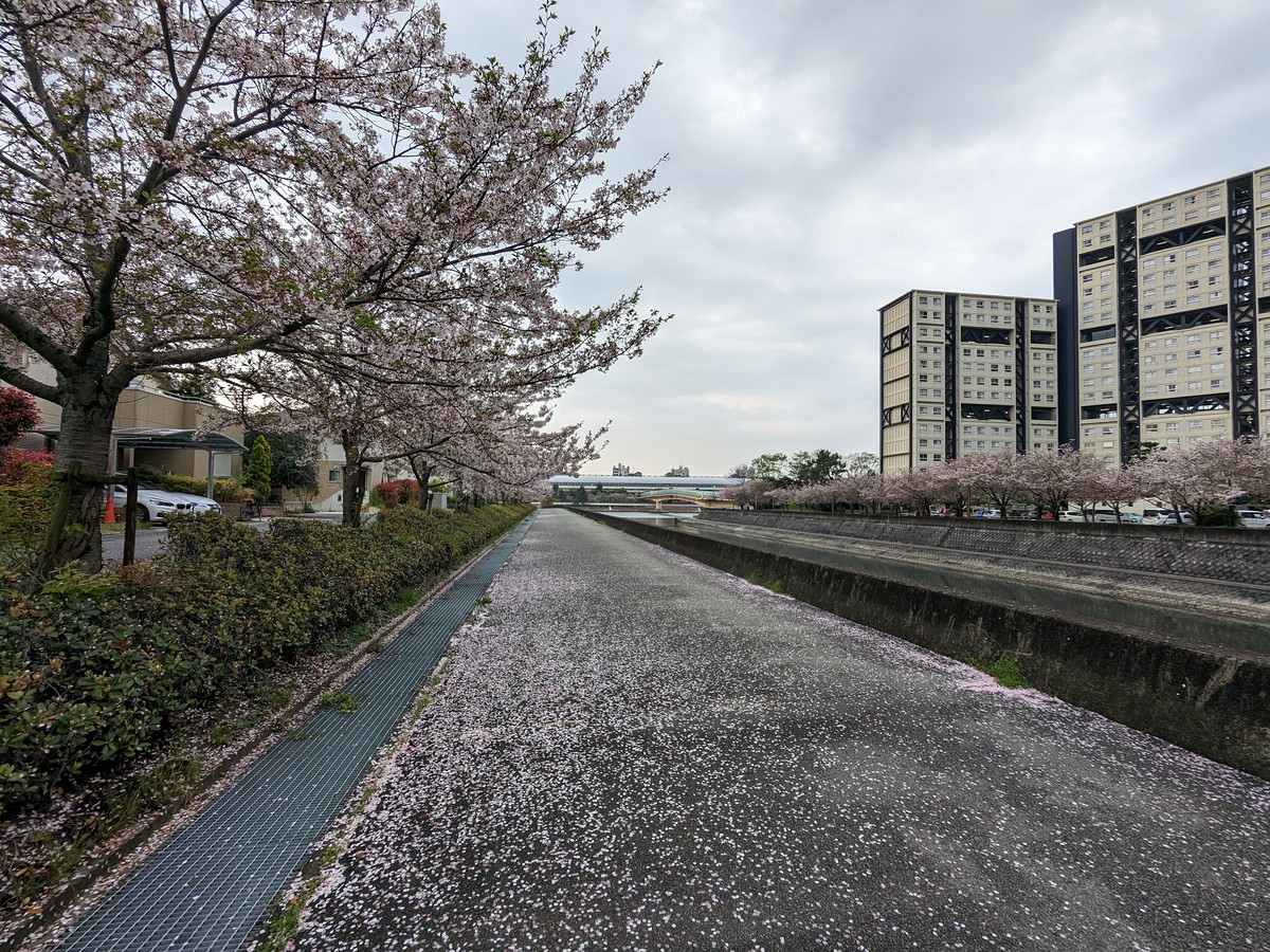 川沿いの高層住宅。桜の花びらが地面に散らばっている
