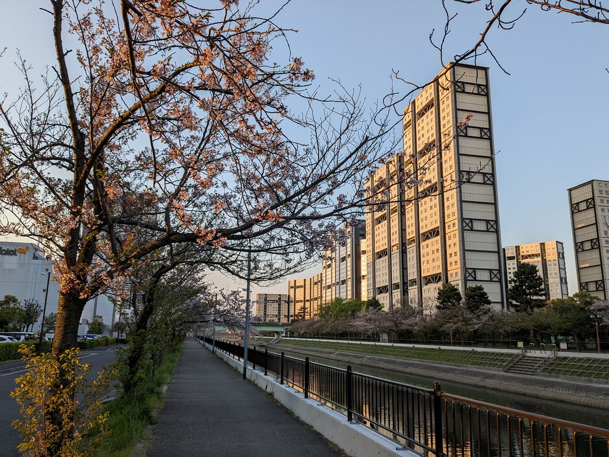 桜ごしに見える川沿いの高層住宅