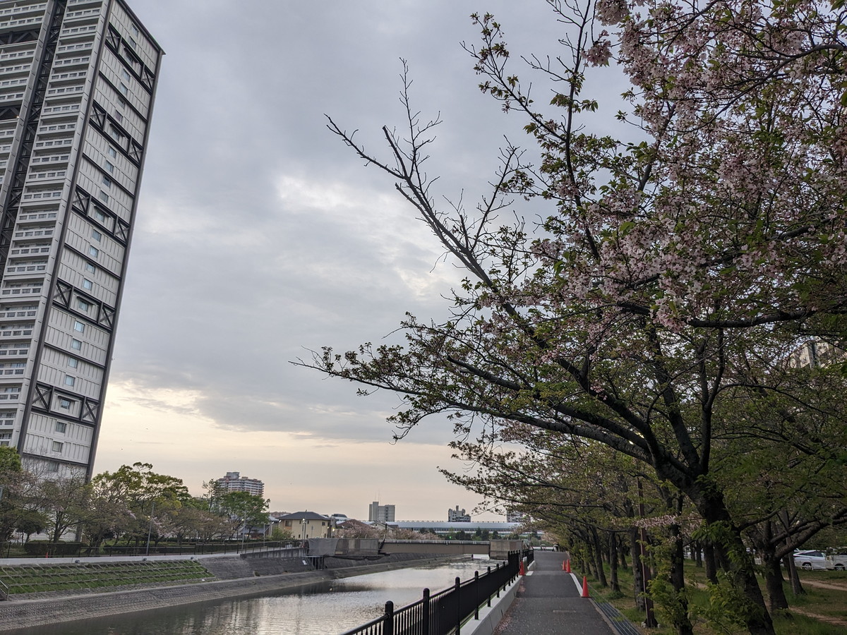 川沿いの桜。緑の葉が目立っている