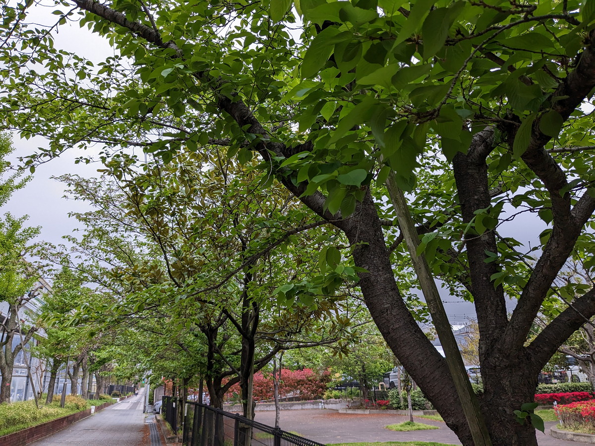 緑の葉が生い茂る桜の木が並んでいる