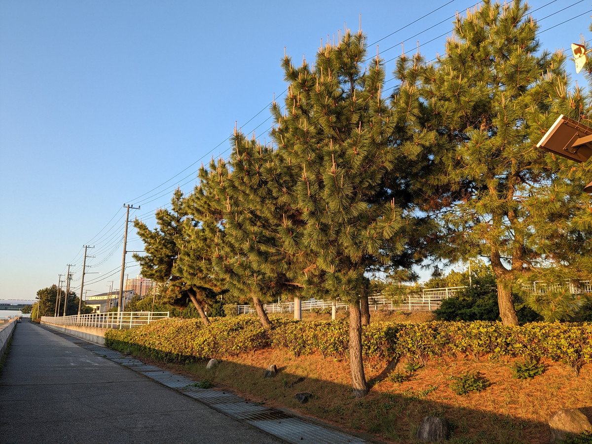 海沿いの道。松の木が日に照らされている