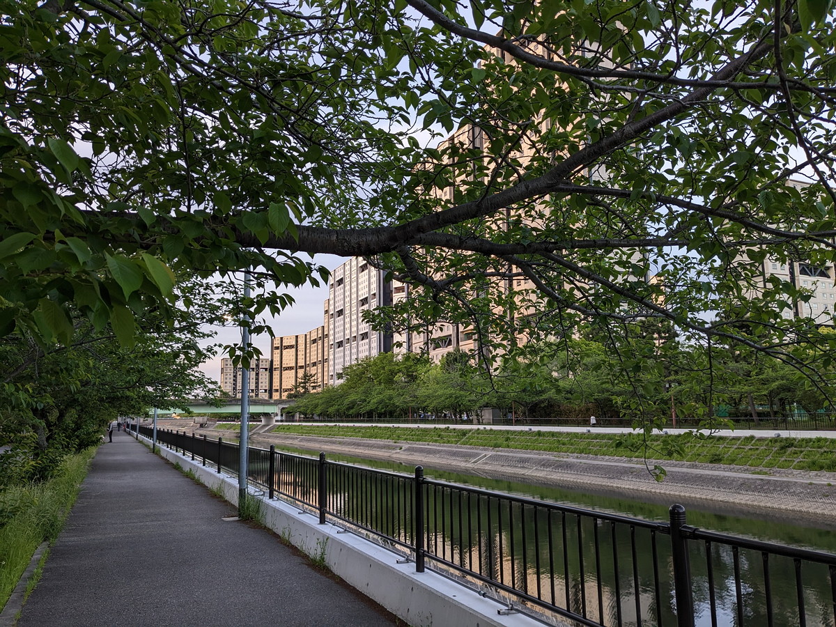 桜の木の葉ごしに見える川沿いの高層住宅