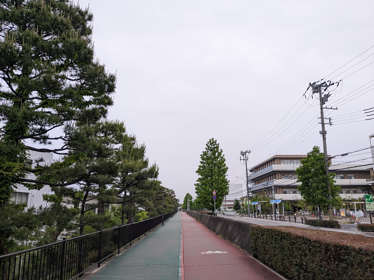 松の木が立ち並ぶ歩道