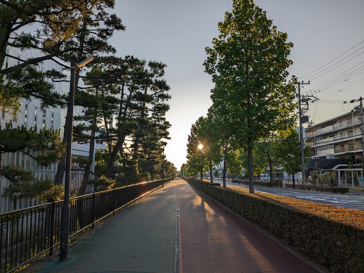 松の木が立ち並ぶ歩道
