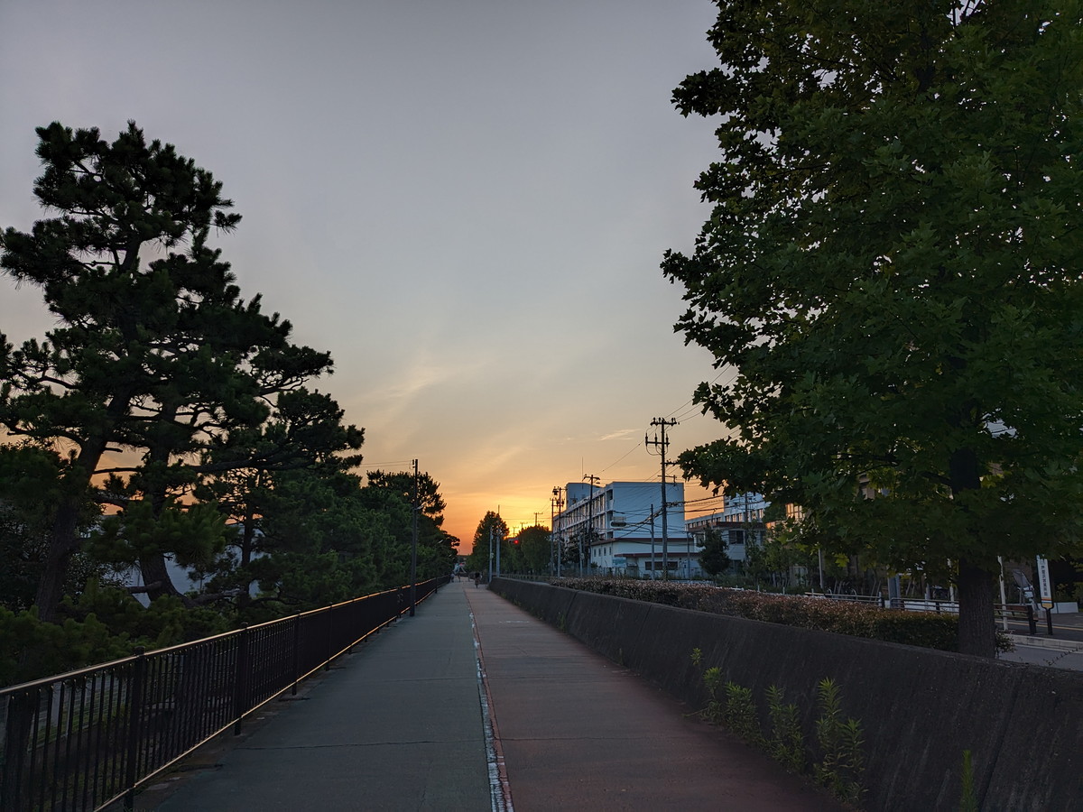 松の木が立ち並ぶ道。道の先は朝日でオレンジ色