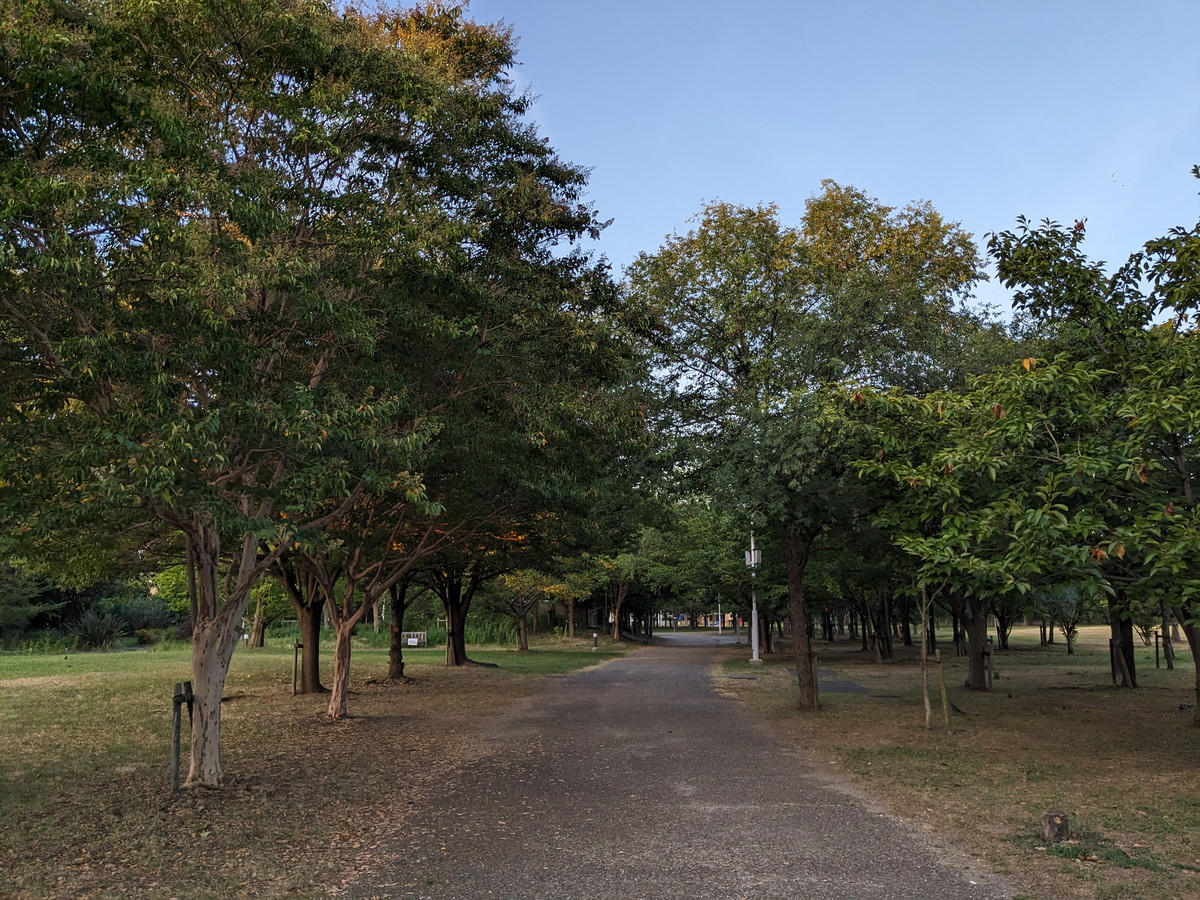 大きな公園の道。道の両端は街路樹が並んでいる