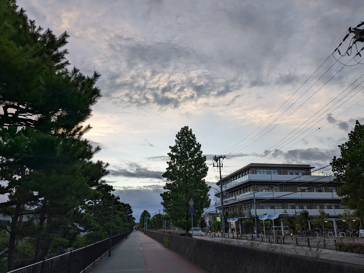 歩道。歩道の脇には松の木が並ぶ。空には雲がちらほら。