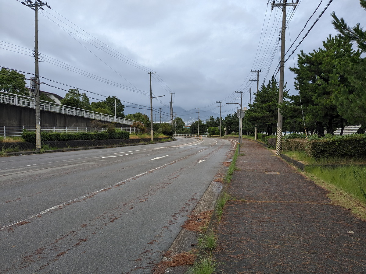 二車線の道路。歩道は松の葉で一面覆われている。